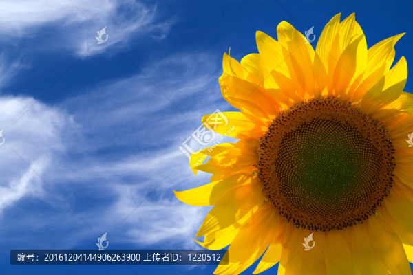 白色背景向日葵