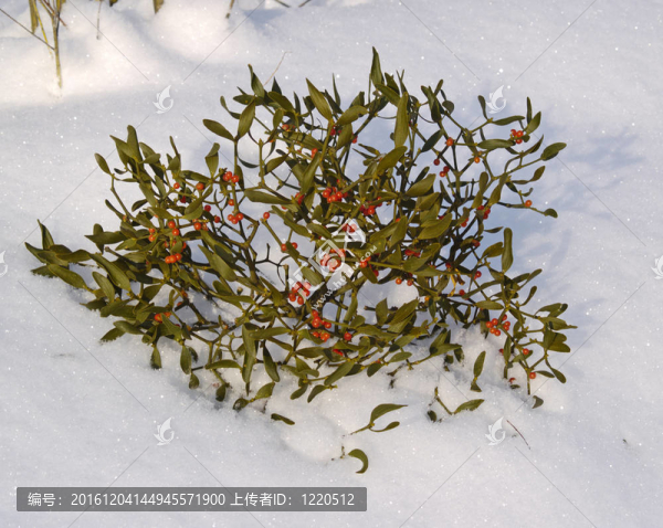 一枝雪槲寄生漿果