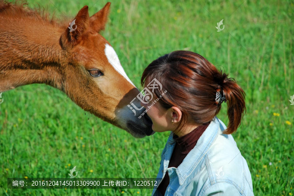 小馬駒和女孩