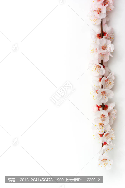 孤立的櫻花