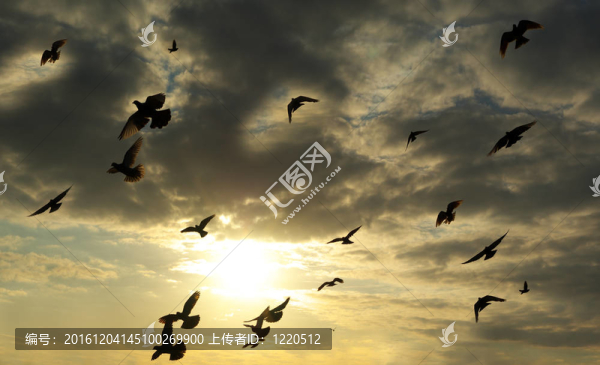 鳥兒在天空