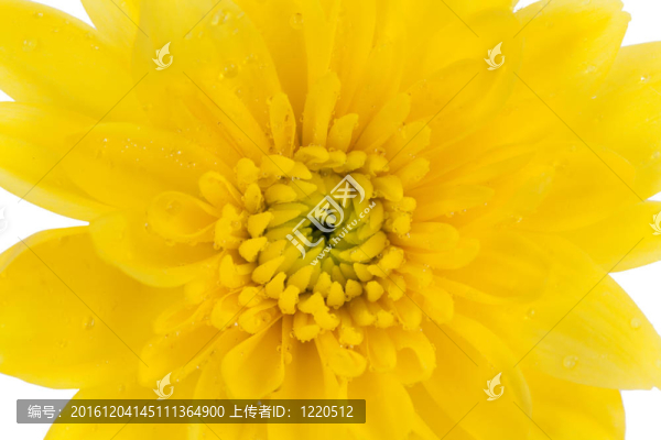 黃色的菊花