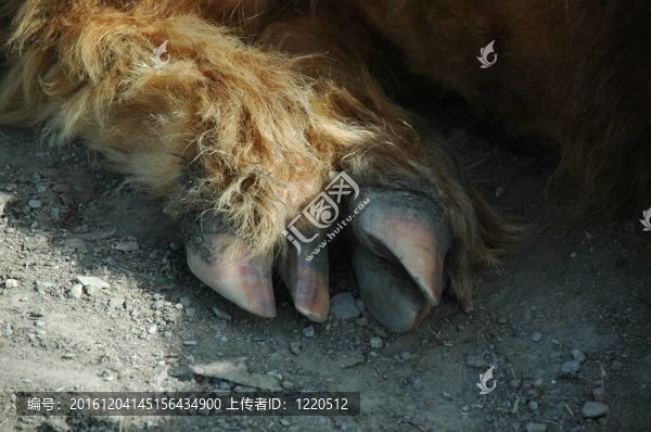 在蘇格蘭高地牛爪放大圖
