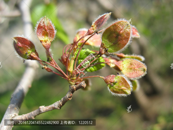 春天.靠近榆樹的柳絮