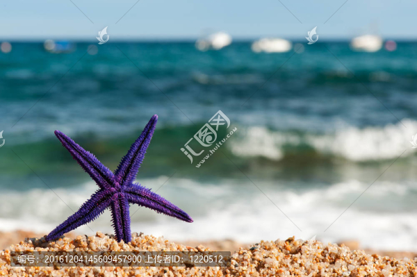 海灘上的紫色海星