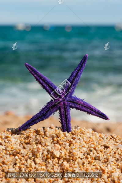 海灘上的紫色海星