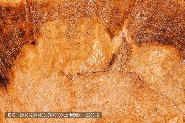 帶圓環(huán)的樹干表面