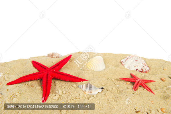 海灘上的貝殼