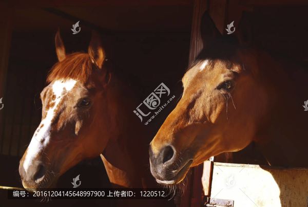 松箱中的馬