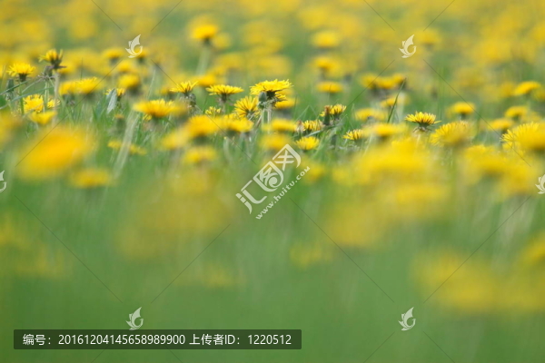 蒲公英