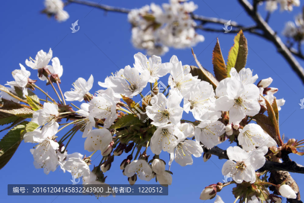 櫻花