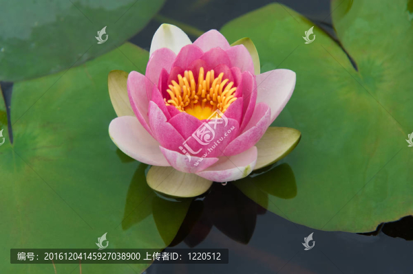 水百合