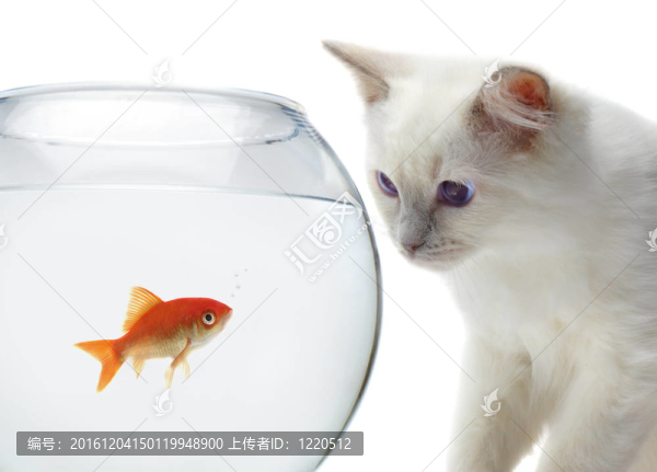 貓和金魚