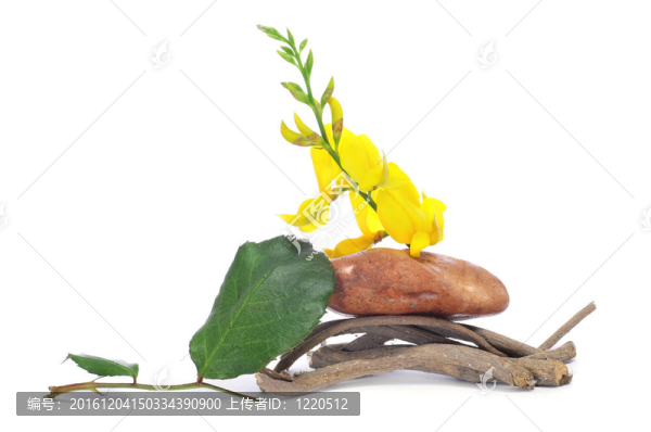 石頭；樹枝和花