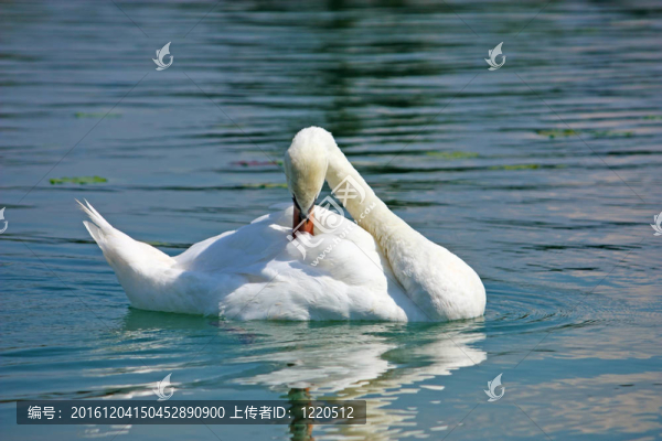 湖上天鵝