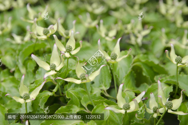 花材