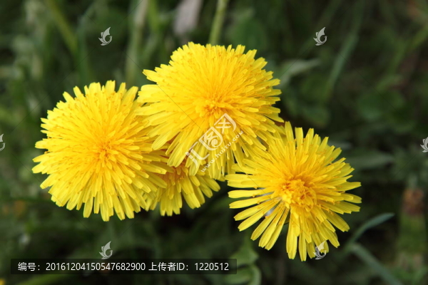 蒲公英