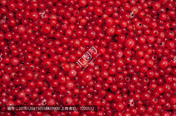 一個紅醋栗漿果