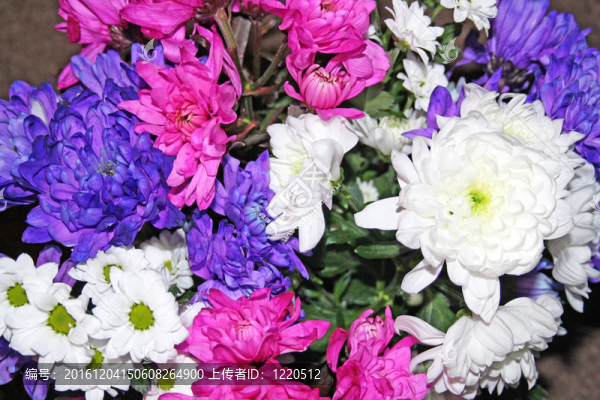 菊花