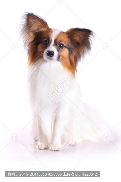 蝴蝶犬