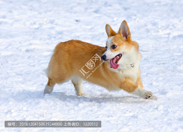 ？embroke威爾士柯基犬