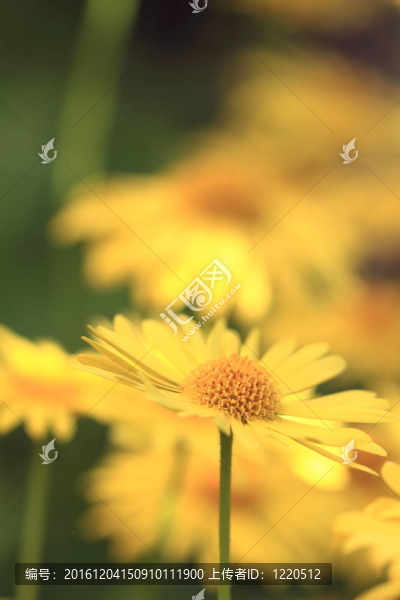 黃camomiles