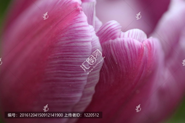 郁金香