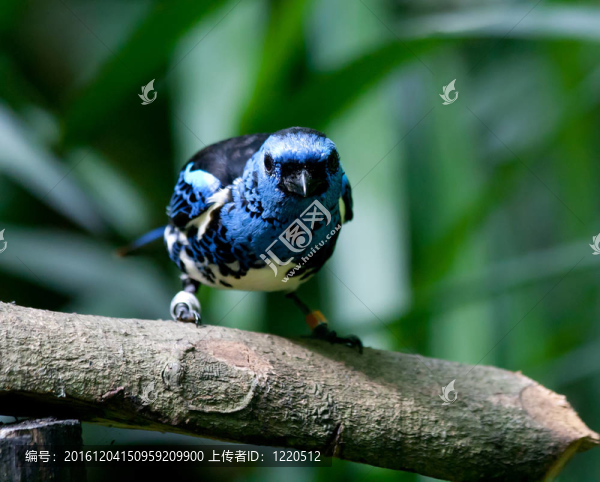 藍(lán)鳥(niǎo)