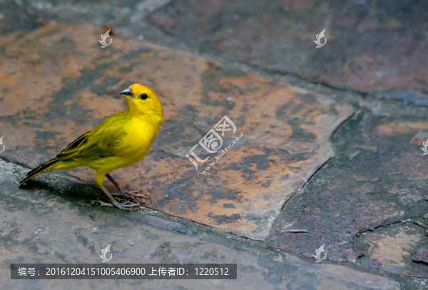藏紅花的雀鳥