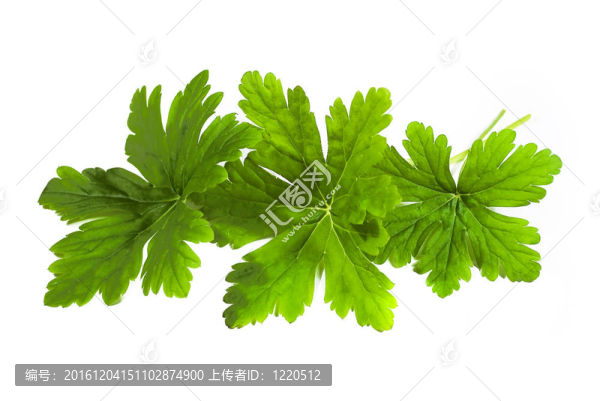 天竺葵的葉子