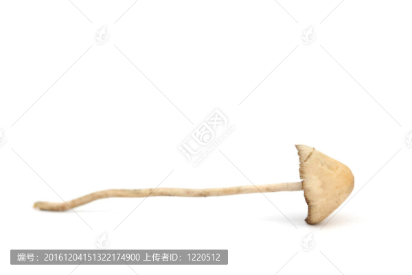 裸蓋菇semilanceata