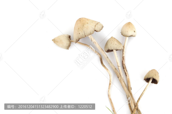 裸蓋菇semilanceata