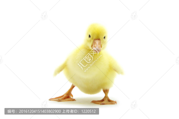 小鵝