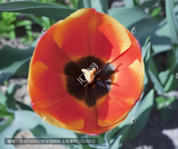 一個郁金香花