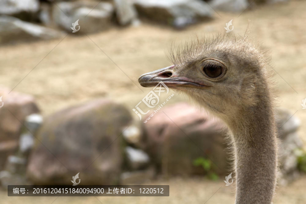 鴕鳥（鴕鳥）