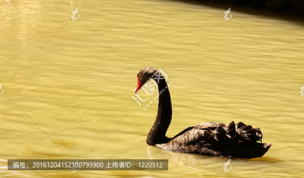 黑天鵝；鴨
