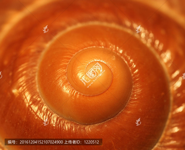 蝸牛