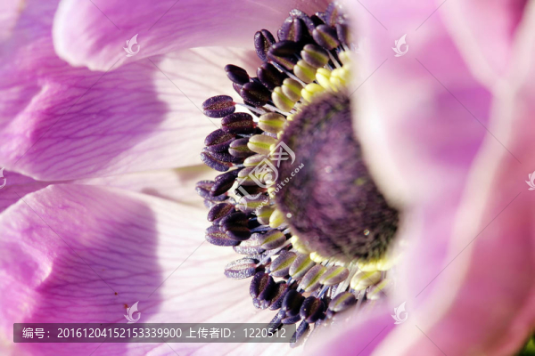 靠近一個紫色銀蓮花