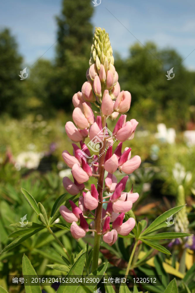 盧平或Lupine
