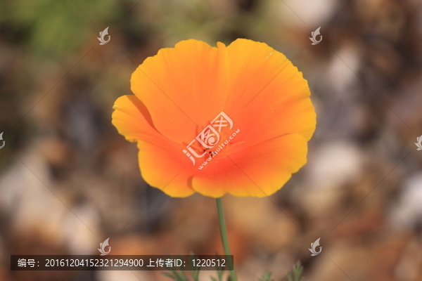 花菱草加利福尼亞；加利福尼亞罌粟
