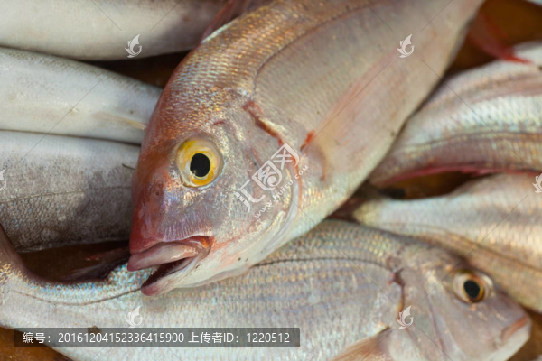 新鮮的魚準(zhǔn)備好了