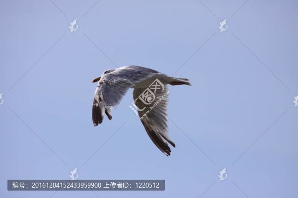 鷗；海鷗