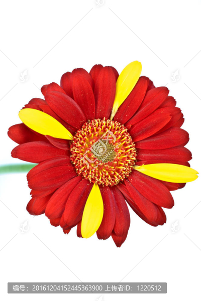 紅色和黃色的Gerber,daisy