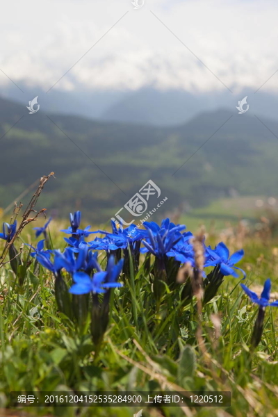 高山草甸野花。