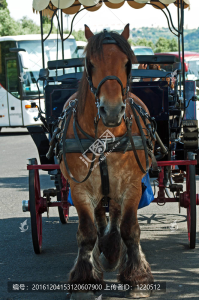皇家馬