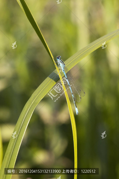 Coenagrion,puella