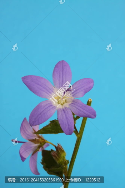 長春