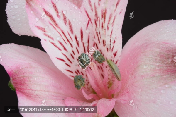 alstomeria秘魯百合