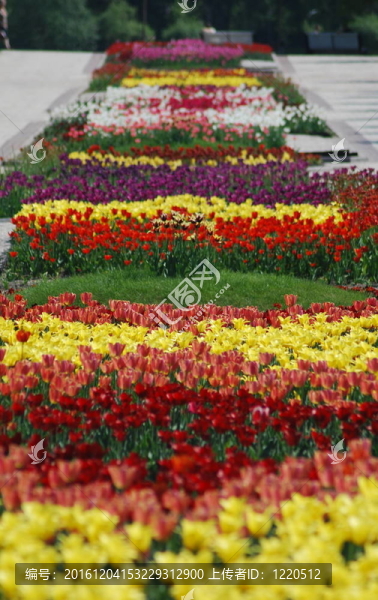 五顏六色的郁金香花圃行-城市公園