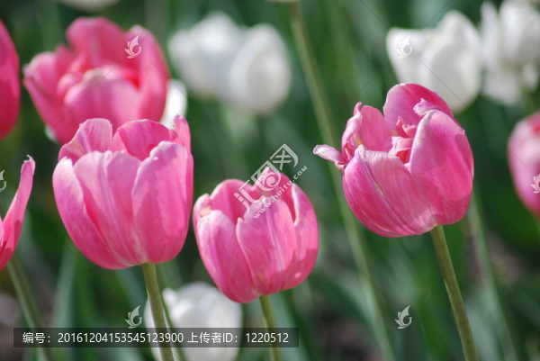 郁金香背景花卉
